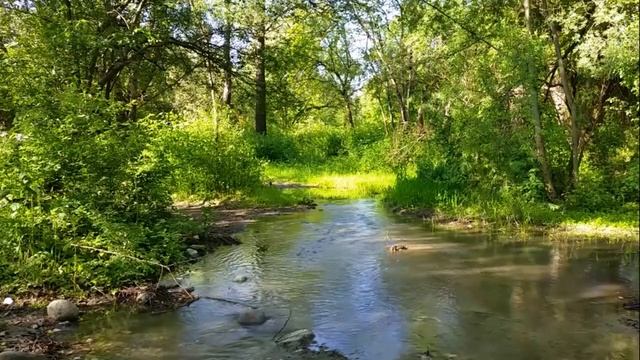 Какие растения любят яичную скорлупу