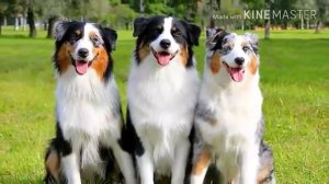 Австралийская овчарка аусси все о породе