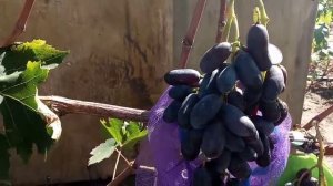 Сорт винограда Отелло 13 сентября 2020. Виноградник Щереденкова В. А