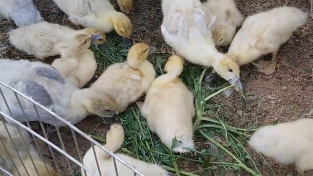 Мускусные утята, племенное стадо 2 , старшим месяц. Сравнение окраса -лаванды и изабеллы смотреть онлайн