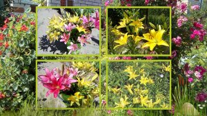 ОБЗОР ЛЕТНЕГО САДА, ЗДЕСЬ ЛИЛИИ ЦВЕТУТ 2018.mp4