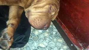 Любимая порода собак ? Шарпей храпит. Юмор и прикол 2021 Favorite breed of dog Shar Pei snores. jok