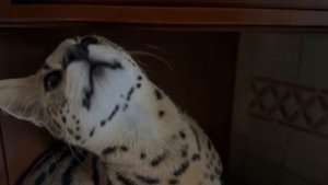 Сервал домашний рычит 🐆 serval attack serval meow