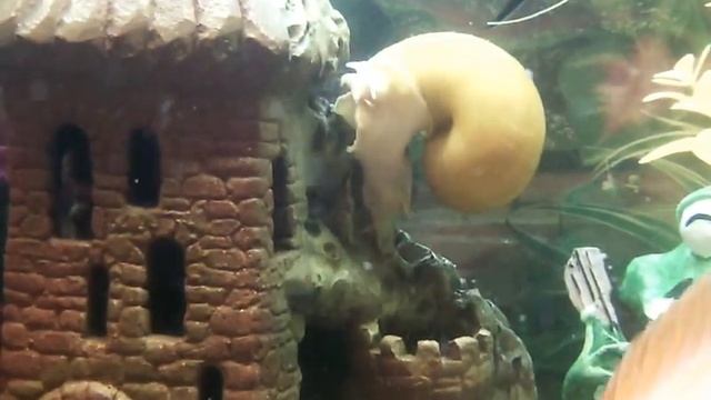 Аквариум Золотые рыбки, Сомы, Попугаи, Скалярии, акулий барбус смотреть онлайн