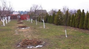 Защита деревьев от мороза. Укрываем орехи.Грецкий орех.