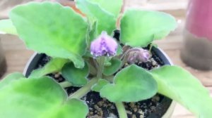 ВНИМАНИЕ! КАК ЗИМОЙ ПРАВИЛЬНО УХАЖИВАТЬ ЗА ФИАЛКАМИ? 6 ПРОВЕРЕННЫХ ПРАВИЛ от ОПЫТНОГО ФИАЛОЧНИКА