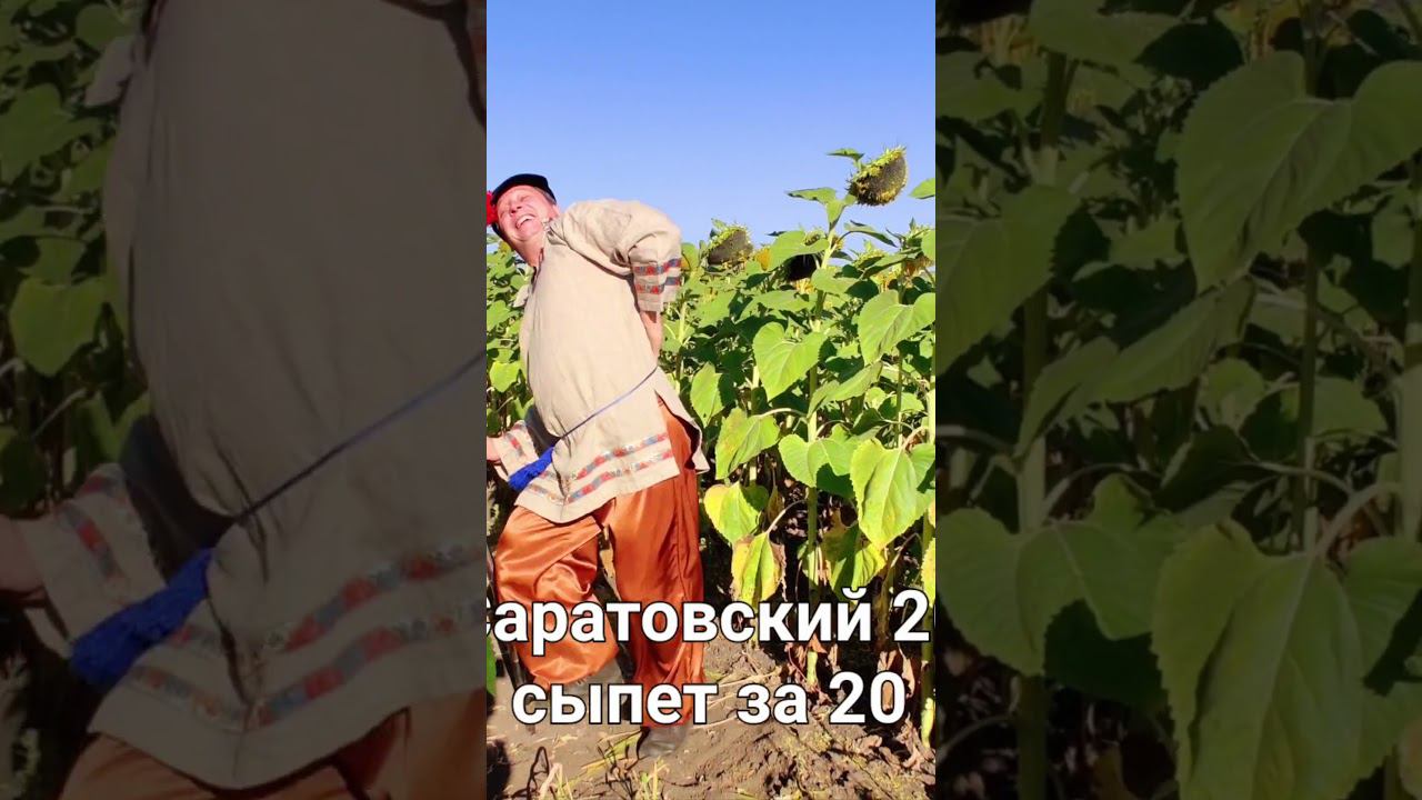 #гибриды #подсолнечник #регионзащитырастений #сингента #семенаподсолнечника #аграрии