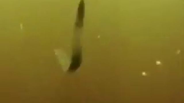 Гидроскелет смотреть онлайн