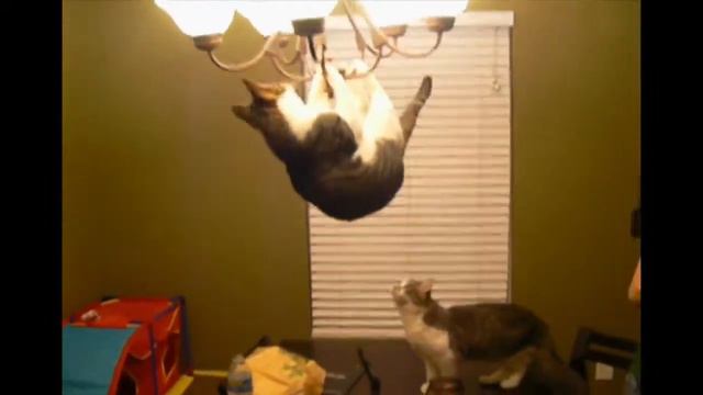 Котик катается на люстре... смотреть онлайн