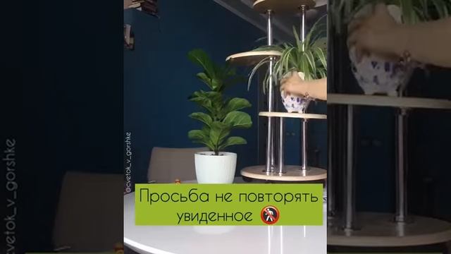 Видео о подставке для цветов Ридлея-3 от подписчика из Instagram @cvetok_v_gorshke