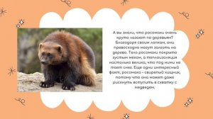 Животные красноярского края и интересные факты о них