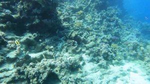 Египет часть 4 Шарм эль Шейх 2023г. Amphoras Beach Hotel 5*
