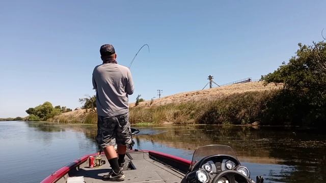 Day 2 back at the Ca Delta for more topwater Frog bites ?.. 6/20/21 смотреть онлайн