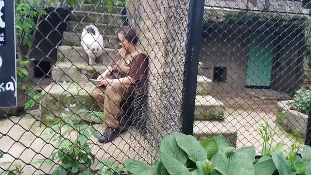 Показательное кормление песца Пуфика в московском зоопарке смотреть онлайн