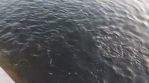 ⚠️МОНТАЖ БИО ФИЛЬТРА ИЗ БОЧЕК ДЛЯ НЕБОЛЬШОГО ДАЧНОГО ПРУДА(рыб.фермы) ДО 1000м3 ЗАПУСК СИСТЕМЫ?