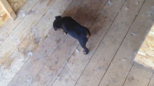 Первая прививка щенку ягдтерьера!