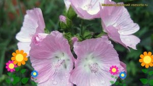 Мальва мускусная. Краткий обзор: Мальва мускусная описание характеристик, где купить malva moschata