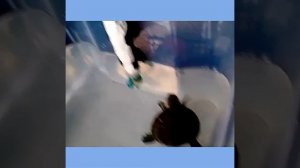 Игрушка для красноухой черепахи!