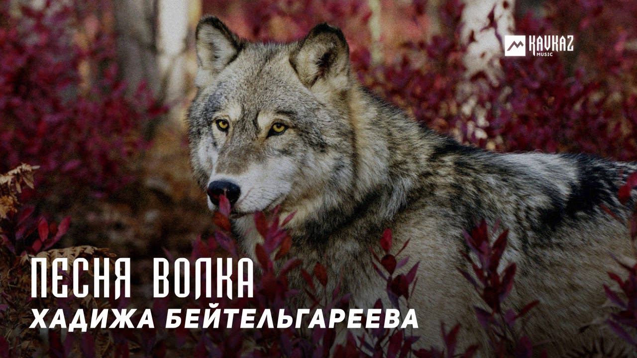 Волки песня голос. Руслан добрый волки. Звук волка. Волки песня руслан добрый. Волки песня голос.