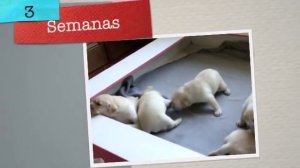 Cachorros Labrador con Pedigree - CACHITOS