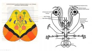 Средний мозг#ЦНС#анатомия