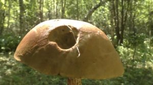 Поход за Белыми грибами. Грибы и Лес.