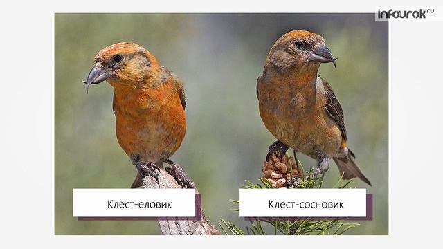 Вид Критерии вида | Биология 11 класс #2 | Инфоурок смотреть онлайн