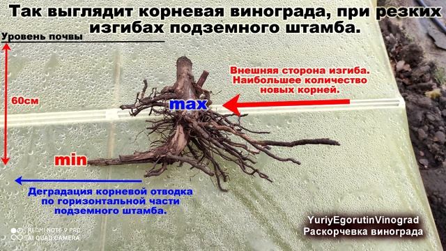 ?  Почему там так много корней? Выкорчевка винограда.Что влияет на образование корней?