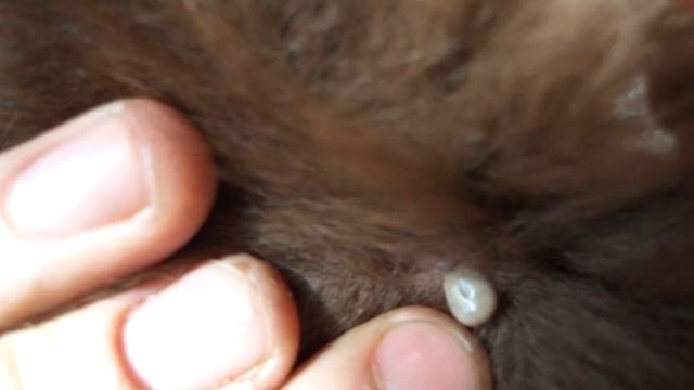 Как выглядит сытый клещ смотреть онлайн