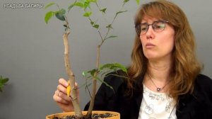 Бонсай из фикуса Бенджамина в стиле Раздвоенный ствол (ч.4).