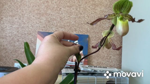 Мои Башмачки, орхидея Пафиопедилум смотреть онлайн
