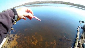 Серебряный ручей Plotva 71SP и Strike Pro Mustang Minnow 60 отзыв и игра на водоеме!