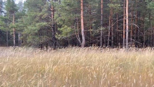 iPhone 11 съёмка смотреть онлайн