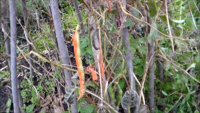 С каких растений можно собирать СВОИ семена? смотреть онлайн