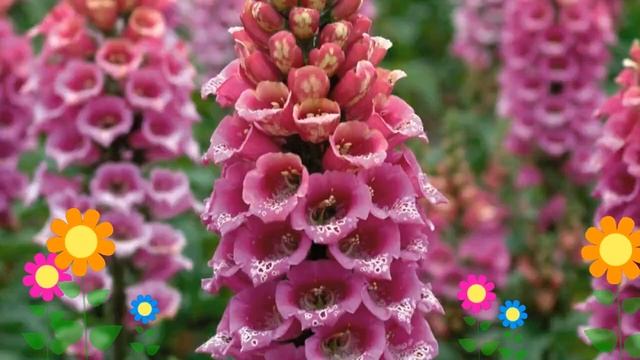 Наперстянка пурпурная Dalmatian Rose. Краткий обзор, описание характеристик, где купить саженцы