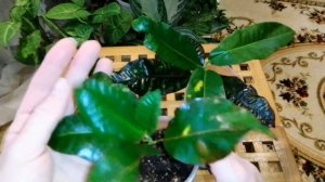 Мой новинки кодиеум(кротон) Манго, Небарон, Марбл???