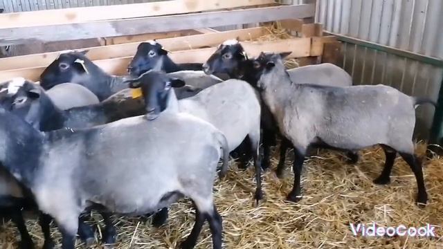 Племенные бараны Романовская порода смотреть онлайн