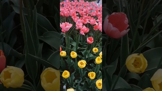 Аптекарский огород,12.05 2023 Прогулка и День Рождения Мэри Кэй Эш.