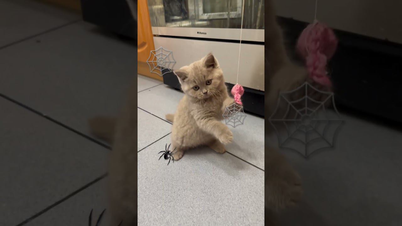 Моя британская киса , моя мечта сбылась  #cat #британскийкотенок #британскаякошка #котенок #рек