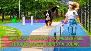 В Москве откроют современные площадки для выгула собак