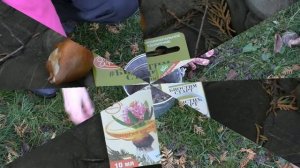 Можно ли сажать тюльпаны в ноябре?