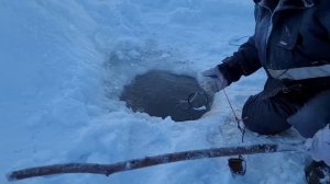 2-е Щуки АВАТАРЫ. Путь воды.???? Проверяем сети.??