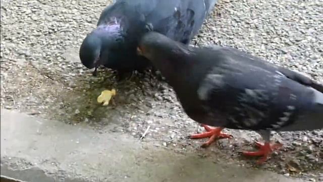 Filmare Panasonic tz18 смотреть онлайн