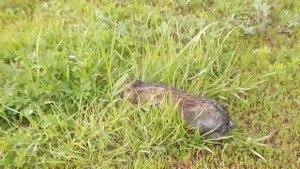 Спасли зайца!!!