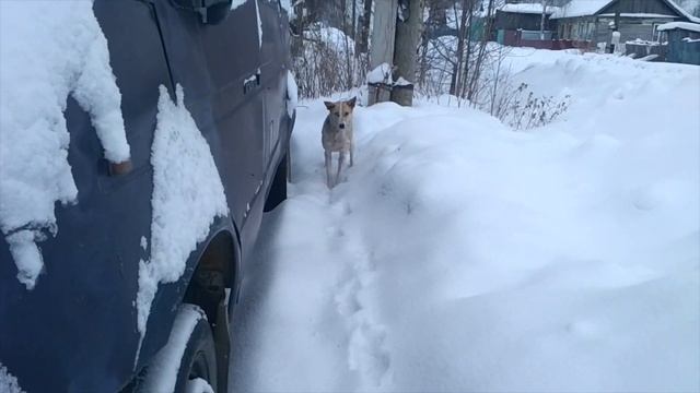 У собаки разный ЦВЕТ ГЛАЗ. Это так мило.
