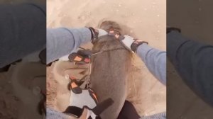 Спас жизнь маленькому обитателю моря. Смотреть Дальше... ?