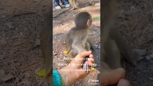 ОБЕЗЬЯНКА НЕ ТОГО ЗА РУКУ ДЕРЖИТ. СМЕШНОЕ ВИДЕО