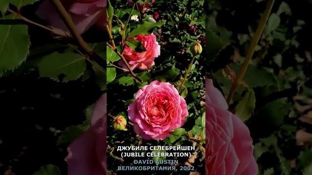 Роза Джубили селебрейшен в моем саду 16.06.21г. Jubile Celebration Rose in my garden. #shorts,