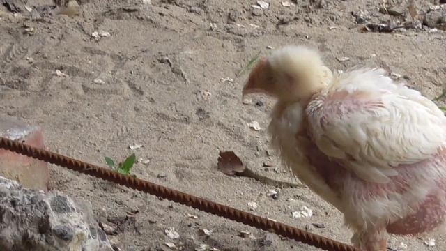 Цыплята-бройлеры на открытом пространстве