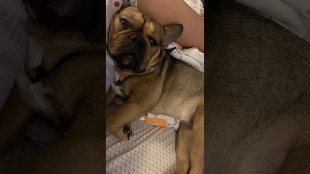 How does french bulldog sleep?